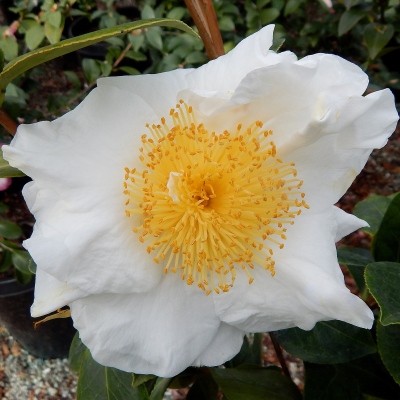 Matilija Poppy